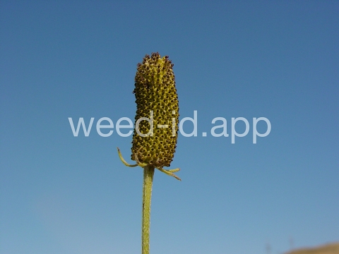 coneflower, upright prairie